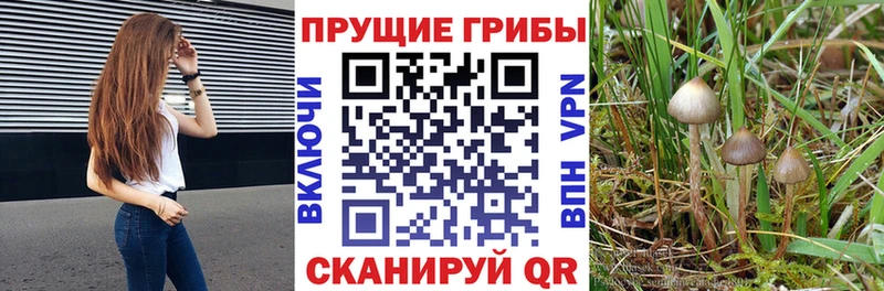 дарнет шоп  Талица  Галлюциногенные грибы Cubensis 